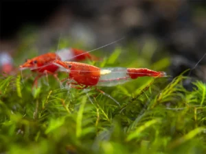 Red Rili Shrimp (Neocaridina davidi)