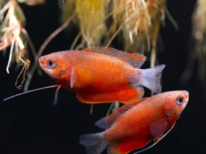 Gourami