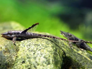 Royal Whiptail Catfish