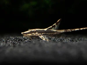 Royal Whiptail Catfish