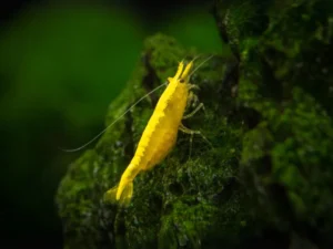 Golden Crossback Shrimp (Neocaridina davidi)