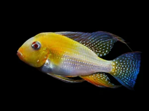 Cichlids