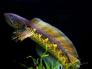 Snakehead