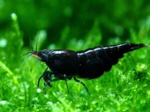 Black Shrimp (Neocaridina davidi)