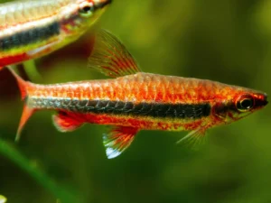 Red Beckford's Pencilfish
