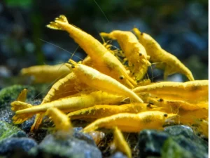Golden Crossback Shrimp