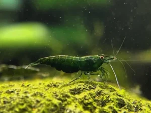 Green Jade Shrimp (Neocaridina davidi)