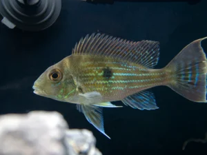 Sven's Eartheater (Geophagus sveni)