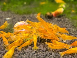 Orange Shrimp (Neocaridina davidi)