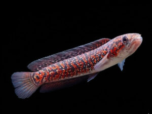 Channa RSP Kalimaya Snakehead