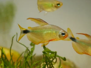 Raccoon Tetra
