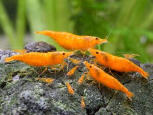 Orange Sunkist Shrimp (Neocaridina davidi)