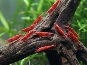Shrimps