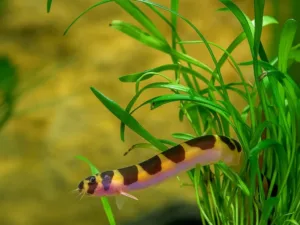 Loach