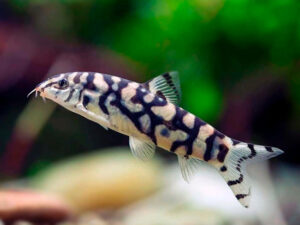 Yo-Yo Loach (Botia almorhae)