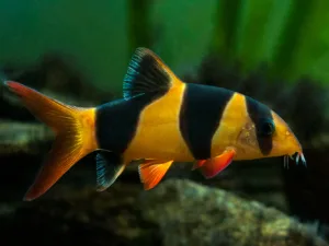 Clown Loach