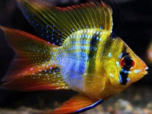 German Blue Balloon Ramirezi (Mikrogeophagus ramirezi var. Balloon)