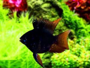Black Balloon Ramirezi (Mikrogeophagus ramirezi var. Black Balloon)