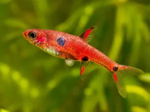Strawberry Rasbora (Boraras naevus)