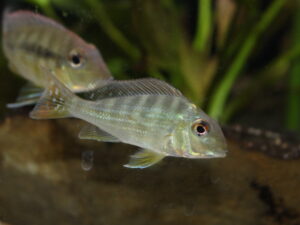 Stripetail Eartheater Cichlid (Geophagus winemilleri)