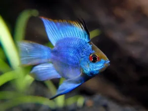 Electric Blue Balloon Ramirezi (Mikrogeophagus ramirezi var. Electric Blue Balloon)