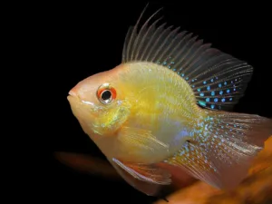 Golden Balloon Ramirezi (Mikrogeophagus ramirezi var. Golden Balloon)