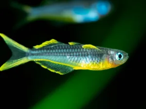 Forktail Rainbowfish (Pseudomugil furcatus)