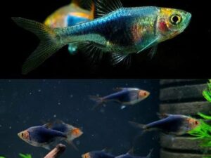 Purple Harlequin Rasbora