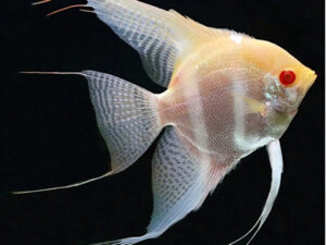 Albino Manacapuru Angelfish