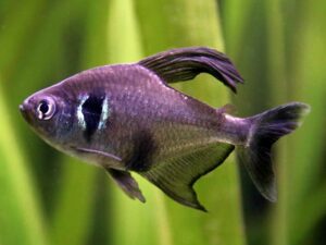 Black Phantom Tetra (Megalamphodus megalopterus)