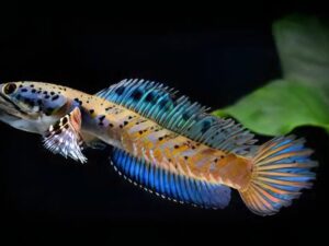 Channa Pulchra
