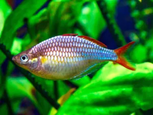 Neon Dwarf Rainbowfish (Melanotaenia praecox)