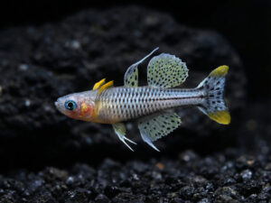 Spotted Blue Eye (Pseudomugil gertrudae)