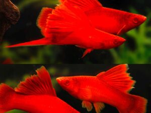 Blood Red Firecracker Swordtail (Xiphophorus hellerii)
