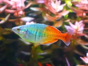 Boesemani Rainbowfish (Melanotaenia boesemani)