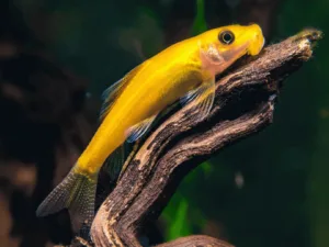 Chinese Algae Eater (Gyrinocheilus aymonieri)