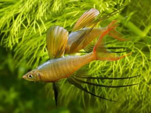 Threadfin Rainbowfish (Iriatherina werneri)