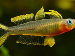 Forktail Rainbowfish (Pseudomugil furcatus)