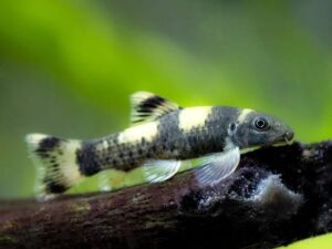 Panda Garra (Garra flavatra)
