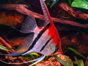 Angelfish