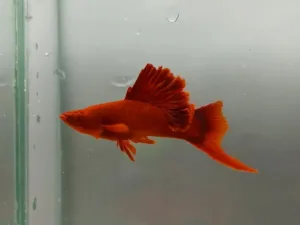 Albino Blood Red Cauliflower Sabertail Swordtail Pair