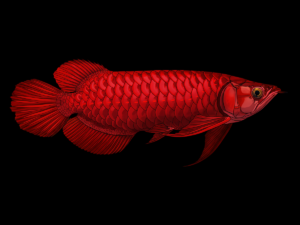 Arowana