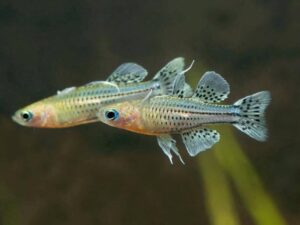 Spotted Blue Eye (Pseudomugil gertrudae)