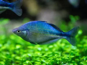 Lake Kutubu Rainbowfish (Melanotaenia lacustris)