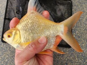 Short Body Albino Tinfoil Barb (Barbonymus schwanenfeldii)