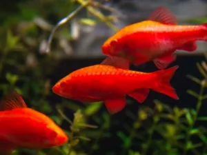Albino Cherry Barb