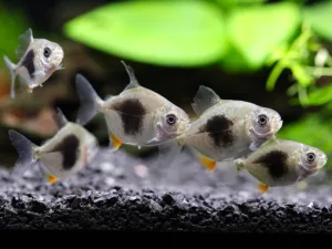 Blackberry Dollar Fish (Metynnis maculatus)