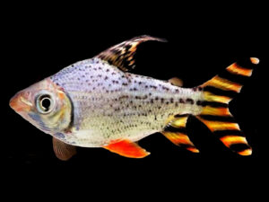 Red Flagtail (Semaprochilodus insignis)