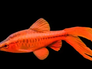 Long Fin Cherry Barb Pair (1M1F) (Puntius titteya)