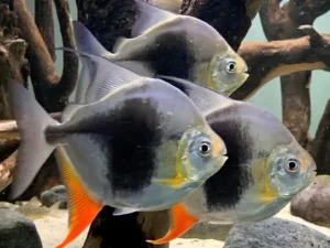 Blackberry Dollar Fish (Metynnis maculatus)